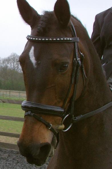 oak bridle, patent, padded crystal bling horse bridle